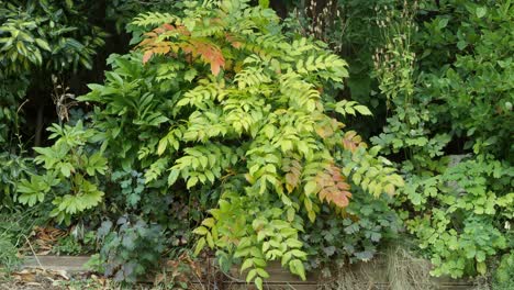 mahonia with its spiky leaves in yellow and green in late summer