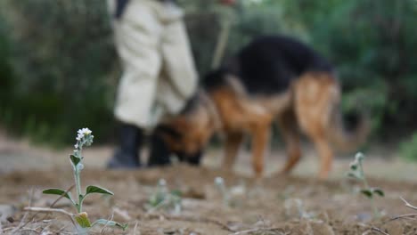 an army search dog sniffs out and finds something in the woods