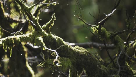 a close-up shot of the moss-covered dead tree branches after the rain