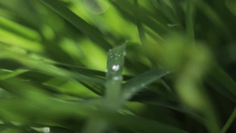 morning dew close up piece of grass