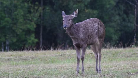 el ciervo sambar es una especie vulnerable debido a la pérdida de hábitat y la caza