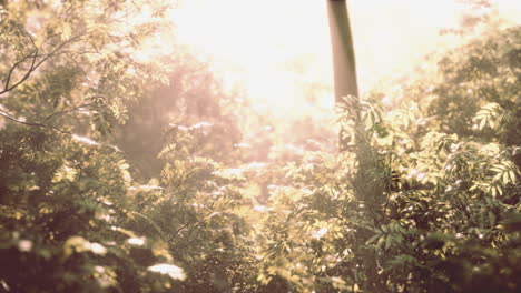 hermosa mañana en el bosque