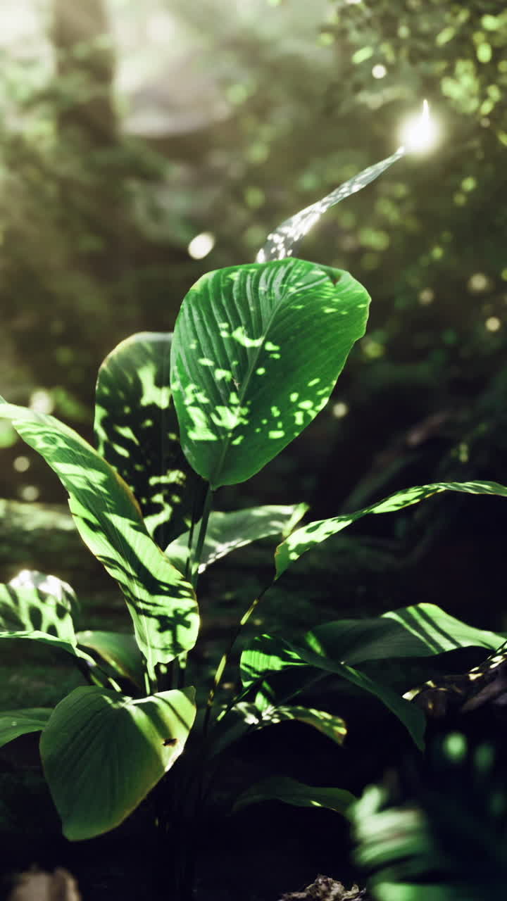 Lush green plant basking in sunlight within a serene forest environment