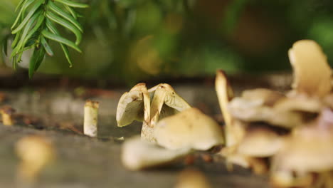 pequeños hongos amarillos que crecen en un árbol muerto