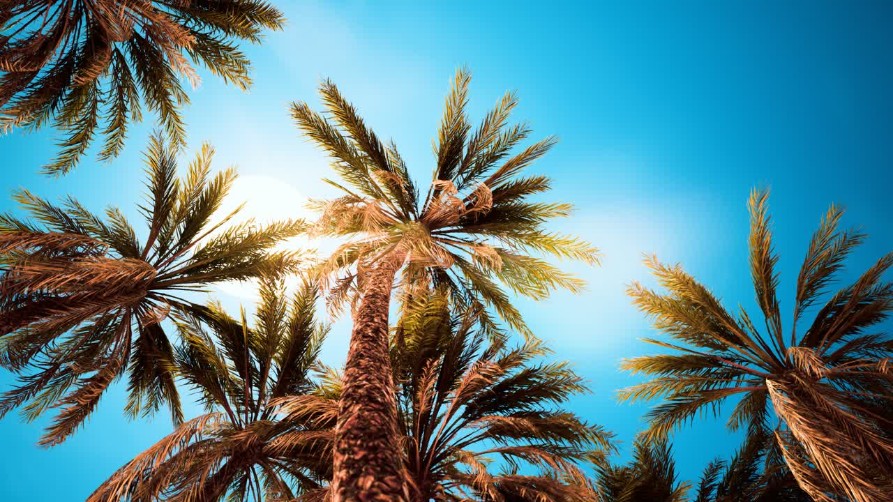 Palm trees at sunset light and sky