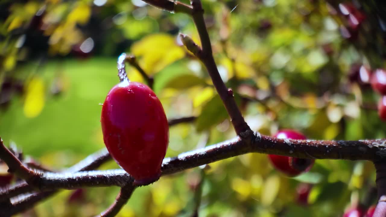 Red hawthorn berries ripening on a branch in an autumn garden. close up shot