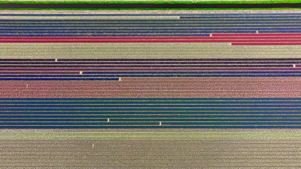 Flying over colorful pattern of tulip fields in Lisse, Netherlands