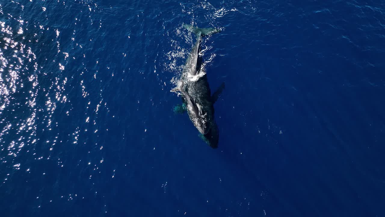 갓 태어난 새끼 고래 새끼가 엄마 등에 올라타는 희귀한 공중 영상