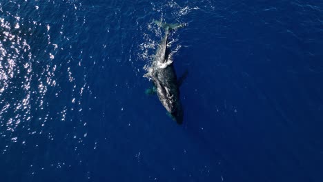 raras imágenes aéreas de una cría de ballena recién nacida montada en la espalda de su madre