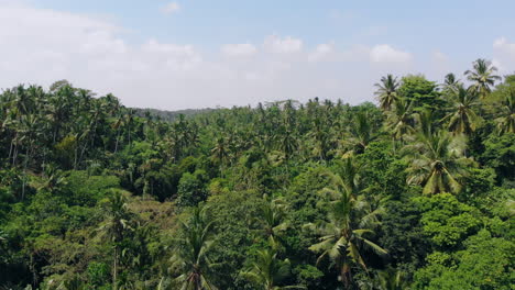 Cinematic-drone-shot-of-a-lush-green-tropical-jungle-above-palm-trees
