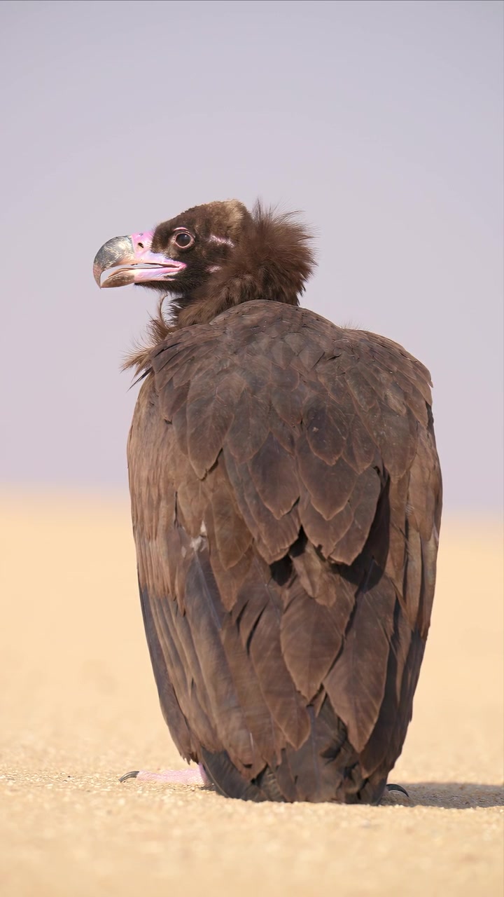 Un avvoltoio monaco sta immobile sulla sabbia nuda del deserto, filmato in formato verticale per i social media e gli schermi mobili in Kuwait