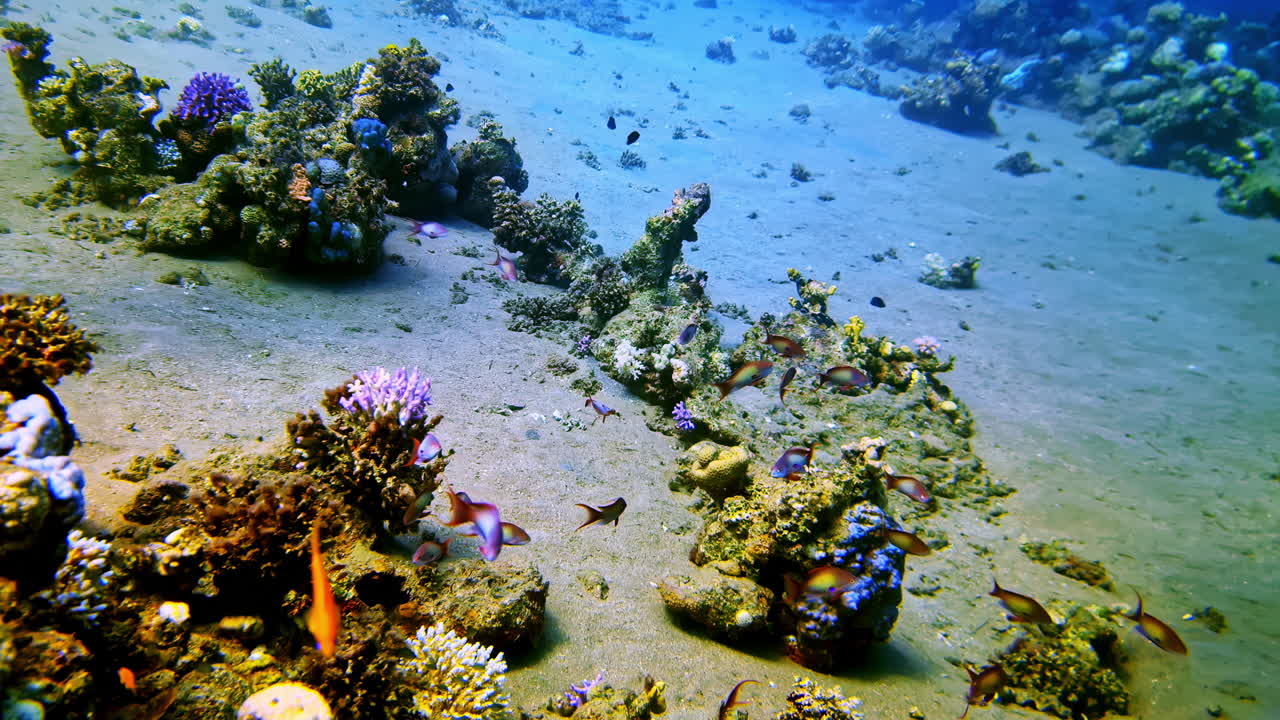 Colorful small tropical fishes underwater. Hard corals.