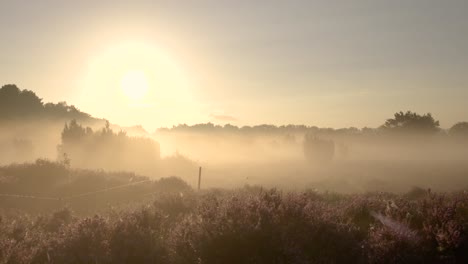 misty sunrise over heath flowers