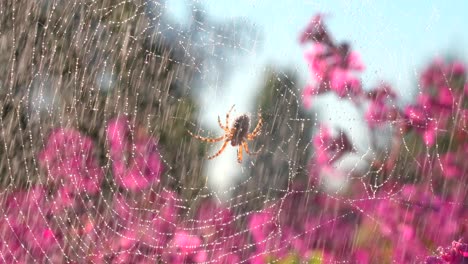 spider in a web with rain drops and pink flowers