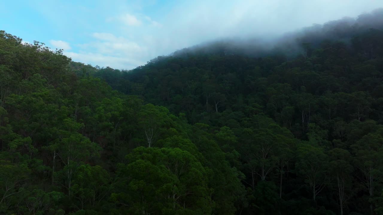 Misty clouds Lower Mangrove gum eucalyptus trees Dharug Popran forest Hawkesbury River Creek NSW Sydney Blue Mountains Australia aerial drone Spring Summer misty sunny morning up slowly motion