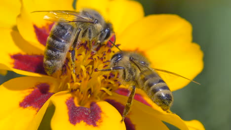 foto macro de abejas recolectando polen en flor amarilla durante el tiempo de polinización