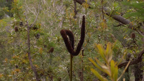 Lockenblume-Der-Xanthorrhoea-pflanze---Blue-Lake-National-Park,-Qld,-Australien---Naree-Budjong-Djara-National-Park---Nahaufnahme