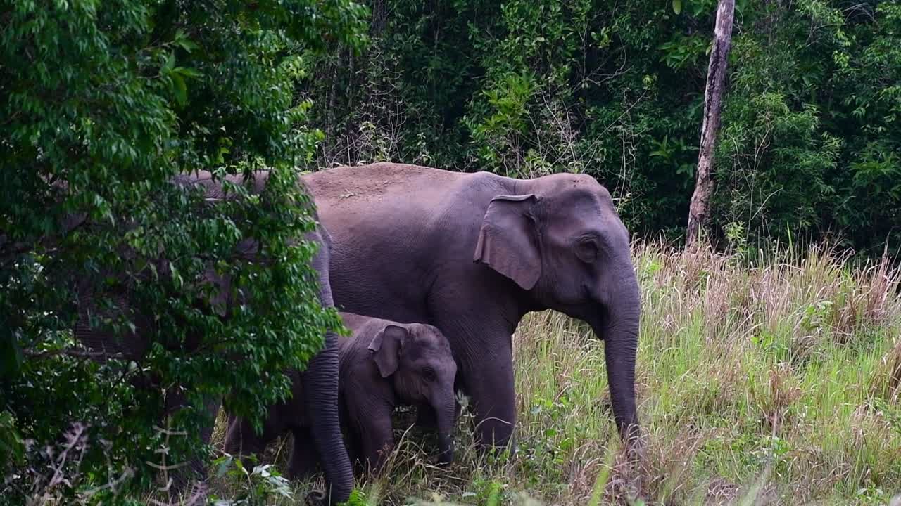 los elefantes asiáticos son especies en peligro de extinción y también son residentes de tailandia