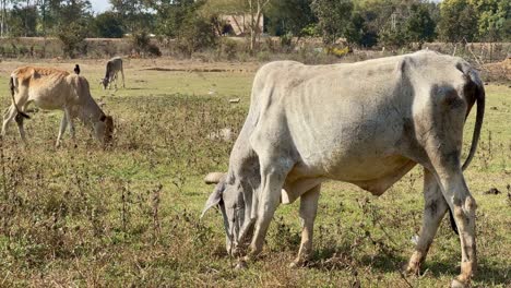 closeup of indian cow grazing grass in the field and black drongo bird sitting on a cow,