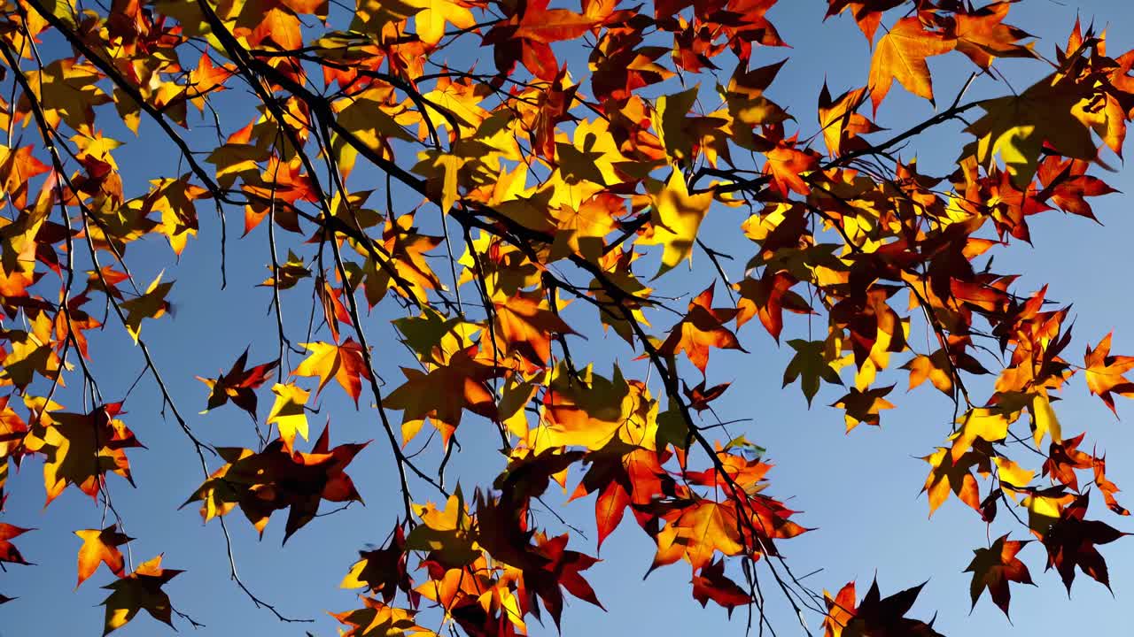 Video captures vibrant autumn leaves against a clear blue sky