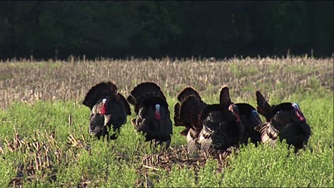 Eine-Gruppe-Wilder-Putenmännchen-(Meleagris-Gallopavo)-Und-Zwei-Jakes-(junge-Männchen)-2013