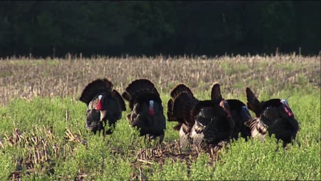 un grupo de pavos machos salvajes (meleagris gallopavo) y dos jakes (machos jóvenes) 2013