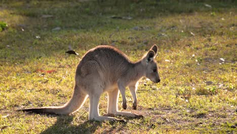 Canguro-Gris-Oriental-Que-Se-Alimenta-A-La-Luz-Del-Sol-De-La-Mañana,-Parque-De-Conservación-Del-Lago-Coombabah,-Costa-Dorada,-Queensland