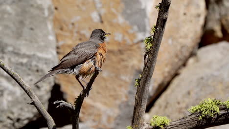 american robin drying off on a branch after taking a bath