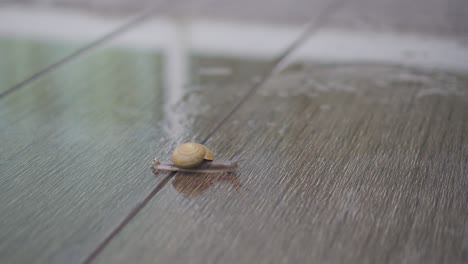 el caracol de video de 4k se arrastra lentamente por el piso de madera mojado.