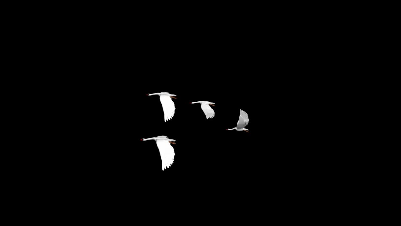 Slow motion shot of swans flying over blue sky Loop background