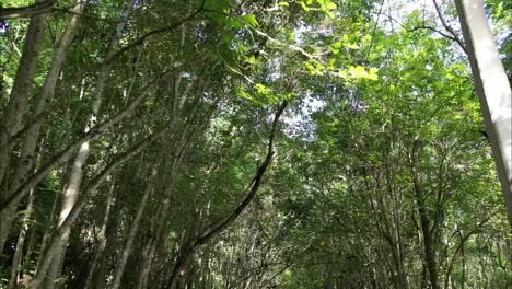 driving through a forest looking at the trees