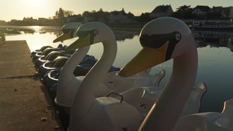 beautiful swans of plastic