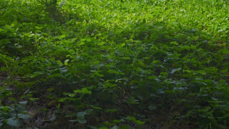 一幅低<unk>的植物景色, 在阳光的温暖下, 轻轻地被风吹动.