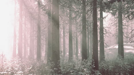 sunset or sunrise in the winter pine forest covered with a snow