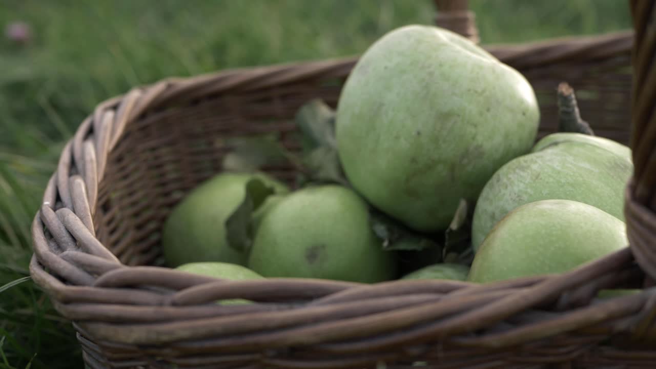 잘 익은 녹색 사과 바구니 클로즈업 샷 확대