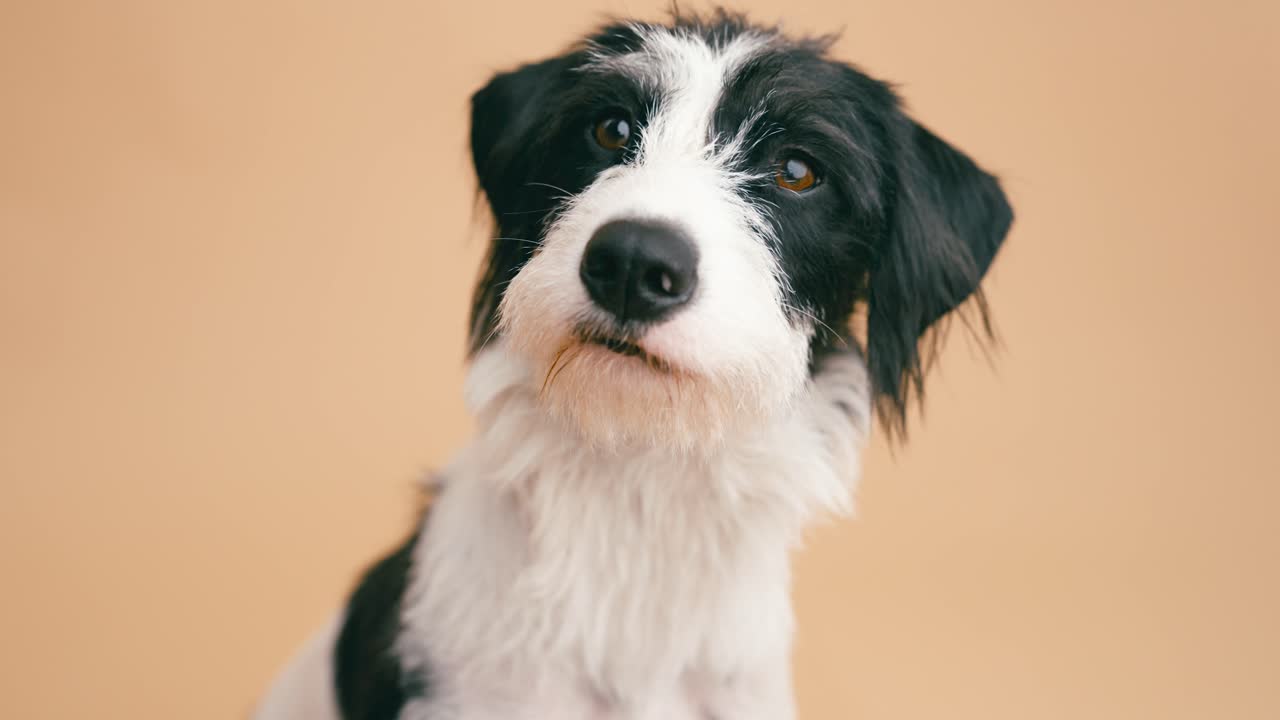 Cute Black and White Dog Portrait