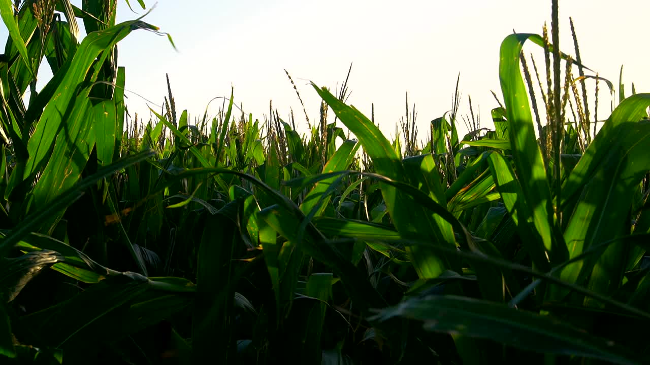 Low angle view of a corn field on a summer afternoon against a blown out sky