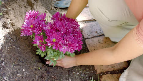 Mujer-Birracial-Mayor-Plantando-Flores-En-Un-Jardín-Soleado-En-Casa,-Cámara-Lenta