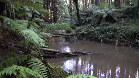 murky river stream flowing through rainforest with ferns blowing in the wind