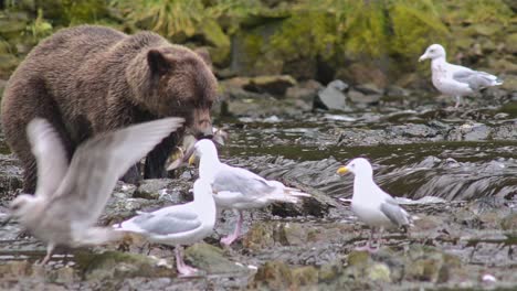 Oso-Pardo-Atrapar-Un-Salmón-En-El-Río-Pavlof-Que-Desemboca-En-La-Bahía-De-Agua-Dulce-En-El-Puerto-De-Pavlof-En-La-Isla-De-Baranof-En-El-Sureste-De-Alaska-1