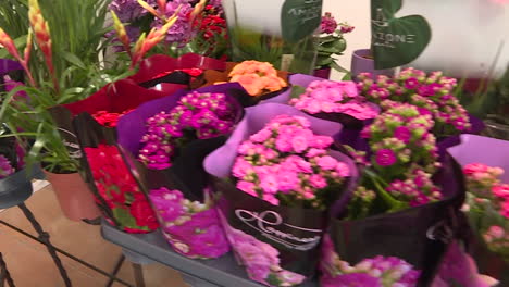 colorful begonia flowers and plants display