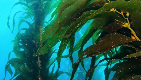 a breathtaking and enigmatic kelp forest holds the secrets of ocean life