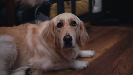 disparando una vista de cerca de un gran perro de color claro que se sienta en el suelo de la casa