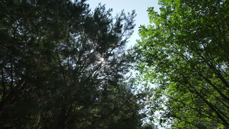 dosel del bosque con luz solar