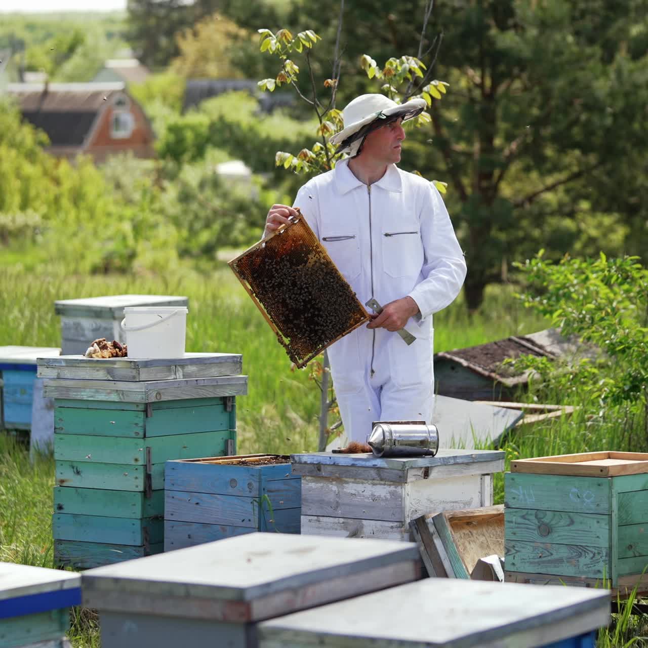 Male beekeeper in white suit near hives. Professional apiculturist working on a bee farm in summer. Wooden hives on green grass in the countryside