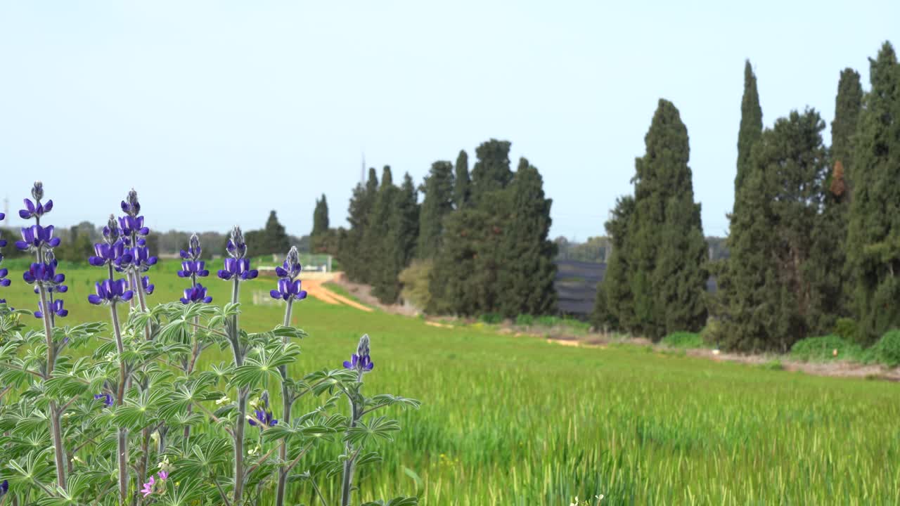 밀 과 보리 들 이 있는  에 꽃 이 피고 있다