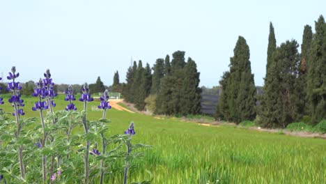 lupine blooms alongside a field of wheat and barley