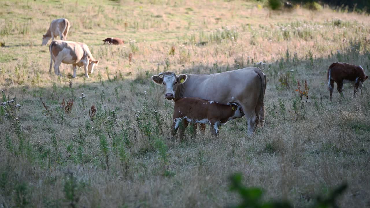 Cow nursing cute baby calf in the field while looking towards the camera