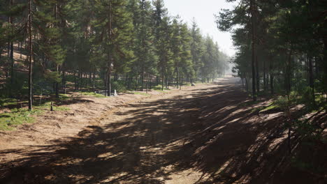 Sendero-Colorado-Entre-Los-Pinos-Con-Las-Montañas