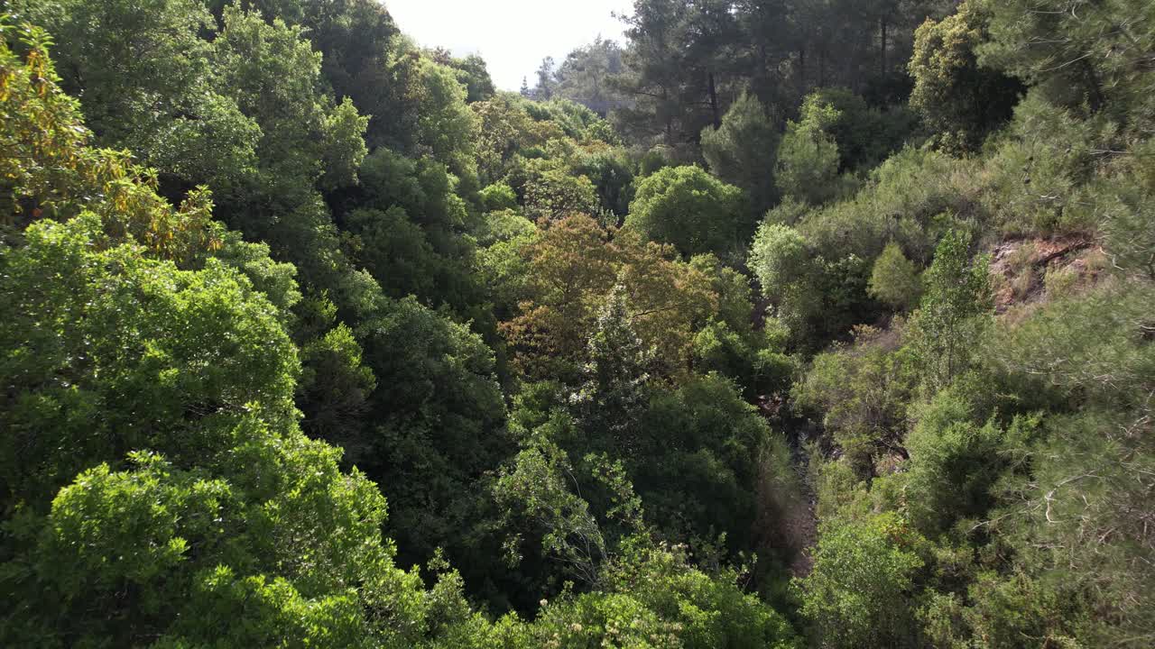 Vista aérea sobre árvores em um desfiladeiro, no ensolarado Parque Haifa Nesher, Israel - reverso, tomada de drone